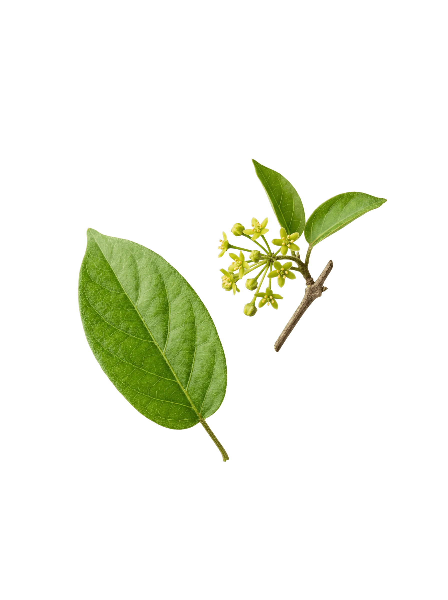 Gymnema sylvestre